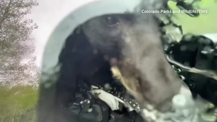 Wild bear rescued after breaking into truck for food