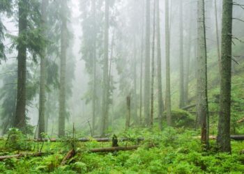 Researchers are discovering ‘zombie forests’ in new places across the western U.S. — here’s what makes that so concerning