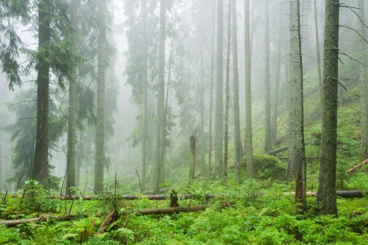 Researchers are discovering ‘zombie forests’ in new places across the western U.S. — here’s what makes that so concerning