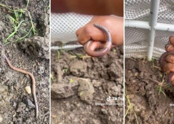 Gardener issues critical warning about an unexpected danger hiding in your garden: ‘If you see [these], get rid of them’