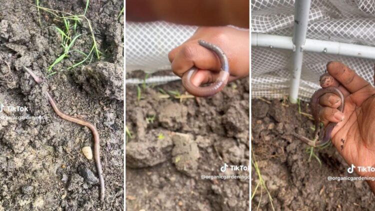 Gardener issues critical warning about an unexpected danger hiding in your garden: ‘If you see [these], get rid of them’