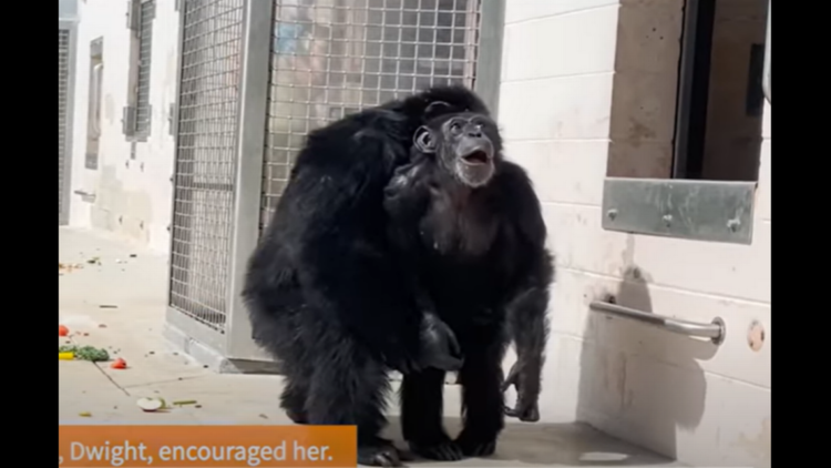 Chimp spent 28 years looking through bars. Now watch her marvel at open sky in Florida