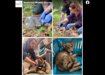 Coyote pup wandered for days with head stuck in container. Freeing it ‘took a village’