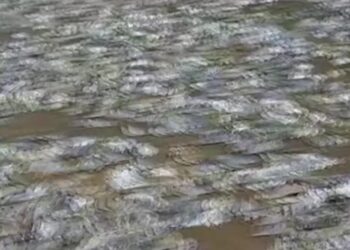 Climate change may be behind Thai mass fish die-off