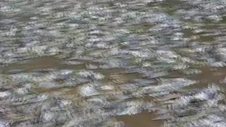 Climate change may be behind Thai mass fish die-off