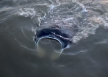 Curious creature checks out Coast Guard boat off Louisiana, video shows. What was it?
