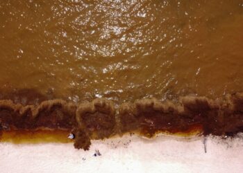 A giant seaweed mass heading for Florida’s beaches is full of potentially dangerous bacteria that threatens a ‘pathogen storm,’ a study found