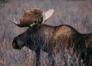 Aggressive, ‘drooling profusely’ moose has disease never seen in its species in Alaska