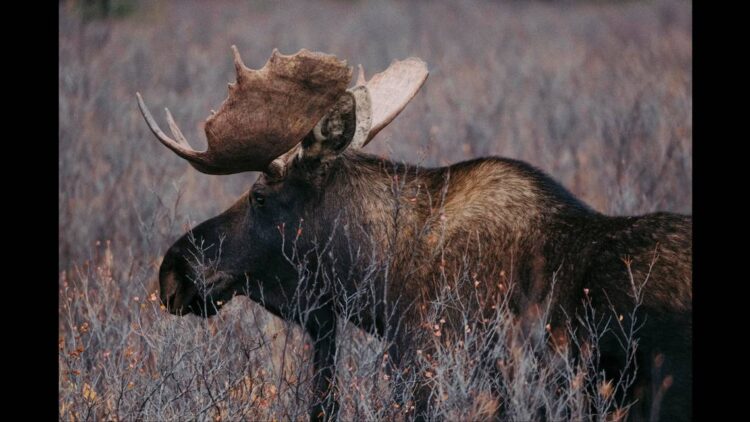 Aggressive, ‘drooling profusely’ moose has disease never seen in its species in Alaska