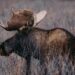 Aggressive, ‘drooling profusely’ moose has disease never seen in its species in Alaska