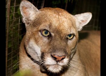 Mountain lion P-22 necropsy shows why he couldn’t survive California urban life any longer