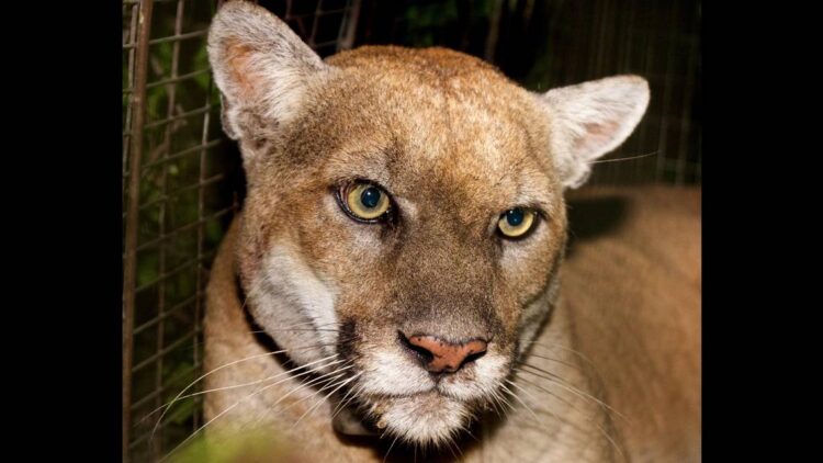 Mountain lion P-22 necropsy shows why he couldn’t survive California urban life any longer
