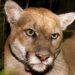 Mountain lion P-22 necropsy shows why he couldn’t survive California urban life any longer
