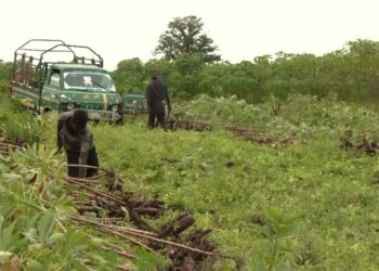 Nestle ramps up Nigeria raw material sourcing