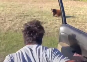 Man gets out of car to chase bear in Yellowstone; gets vilified