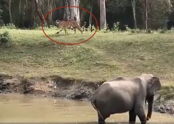 Elephant shows tiger ‘who’s boss’ at watering hole