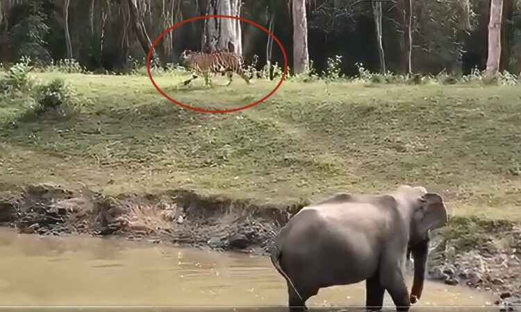 Elephant shows tiger ‘who’s boss’ at watering hole