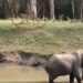 Elephant shows tiger ‘who’s boss’ at watering hole