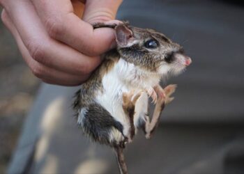 Tiny critter — close to extinction — spotted for first time in decades, CA officials say