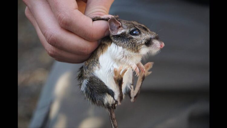 Tiny critter — close to extinction — spotted for first time in decades, CA officials say
