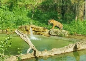 London Zoo tiger cubs go swimming for first time