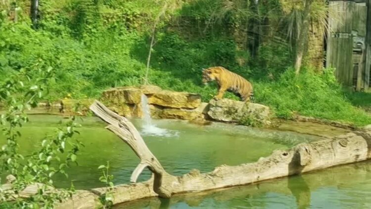 London Zoo tiger cubs go swimming for first time