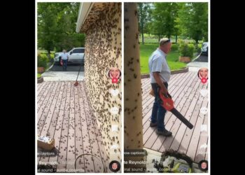 Cannibalistic creatures cover roads and homes, Nevada videos show. ‘Absolutely foul’