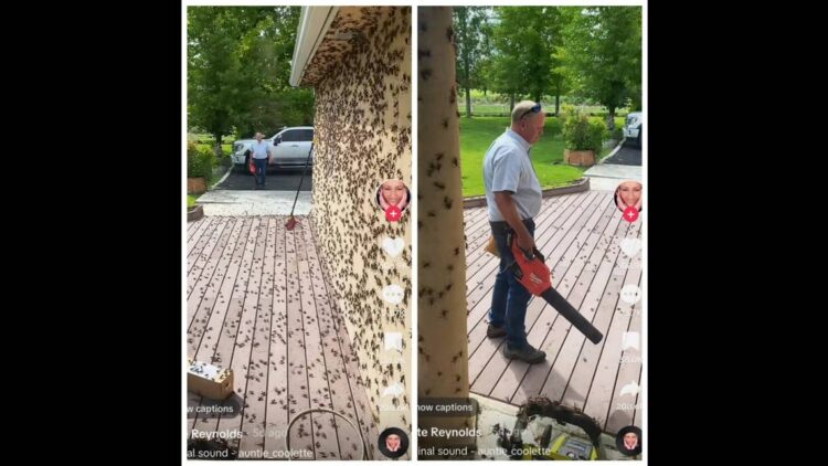 Cannibalistic creatures cover roads and homes, Nevada videos show. ‘Absolutely foul’