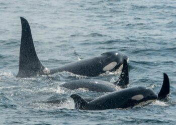 ‘It didn’t take them that long to destroy both rudders’