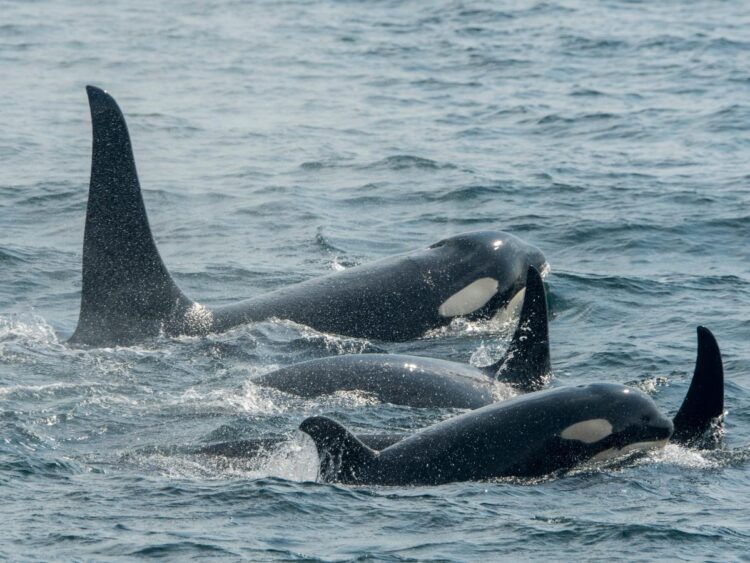 ‘It didn’t take them that long to destroy both rudders’