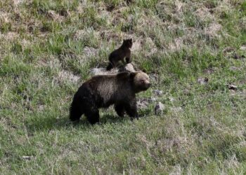 Yellowstone guide saves motorist from momma grizzly bear’s wrath