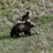 Yellowstone guide saves motorist from momma grizzly bear’s wrath