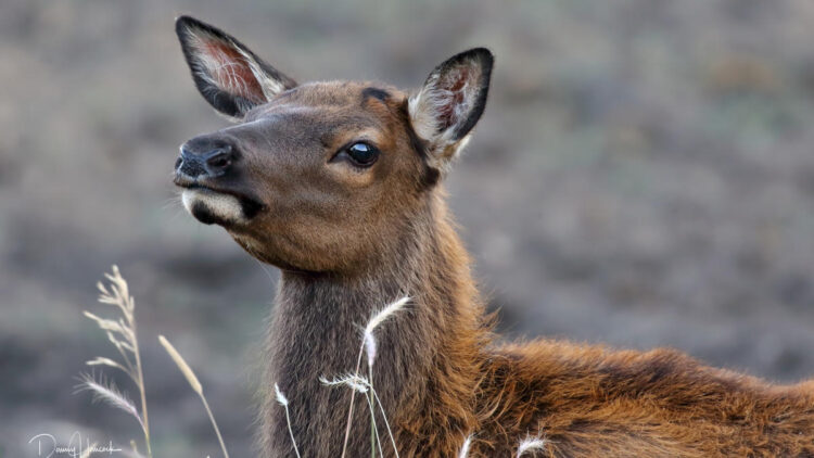 Enraged elk “body slams” car driving too close to her calf
