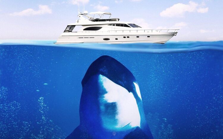 ‘I spent a lot of time hoping to see killer whales – until the b—dy things attacked us’