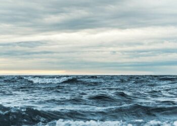 Watch ‘friendly’ creature visit boaters in Australia. ‘Right place at the right time’