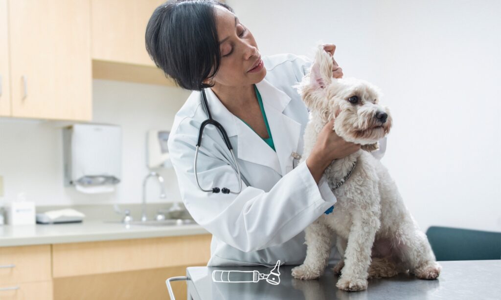 Animal Hospital
