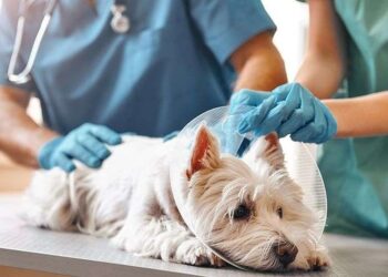 Pet Care