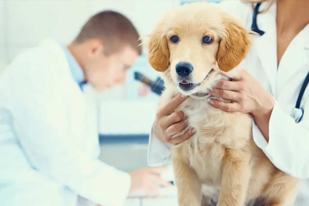 Pet
